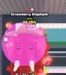 OGストロベリーエレファント  8.2B